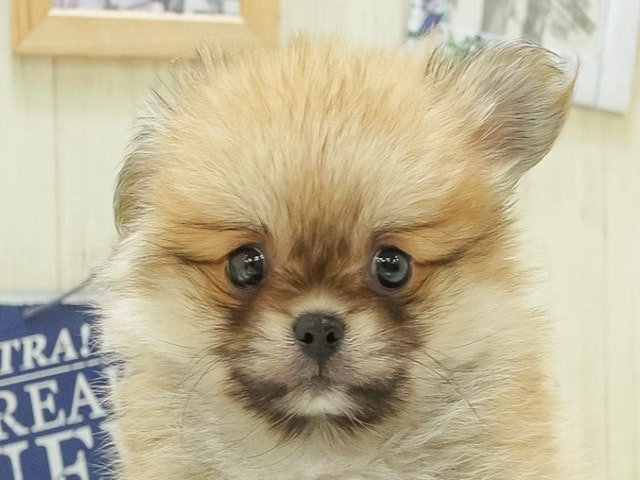 広島県のハーフ犬 (ペッツワン広島LECT店/2024年2月16日生まれ/女の子/オレンジ)の子犬